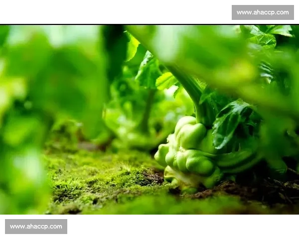 涪陵半马焕新开跑，乌江榨菜香伴征程